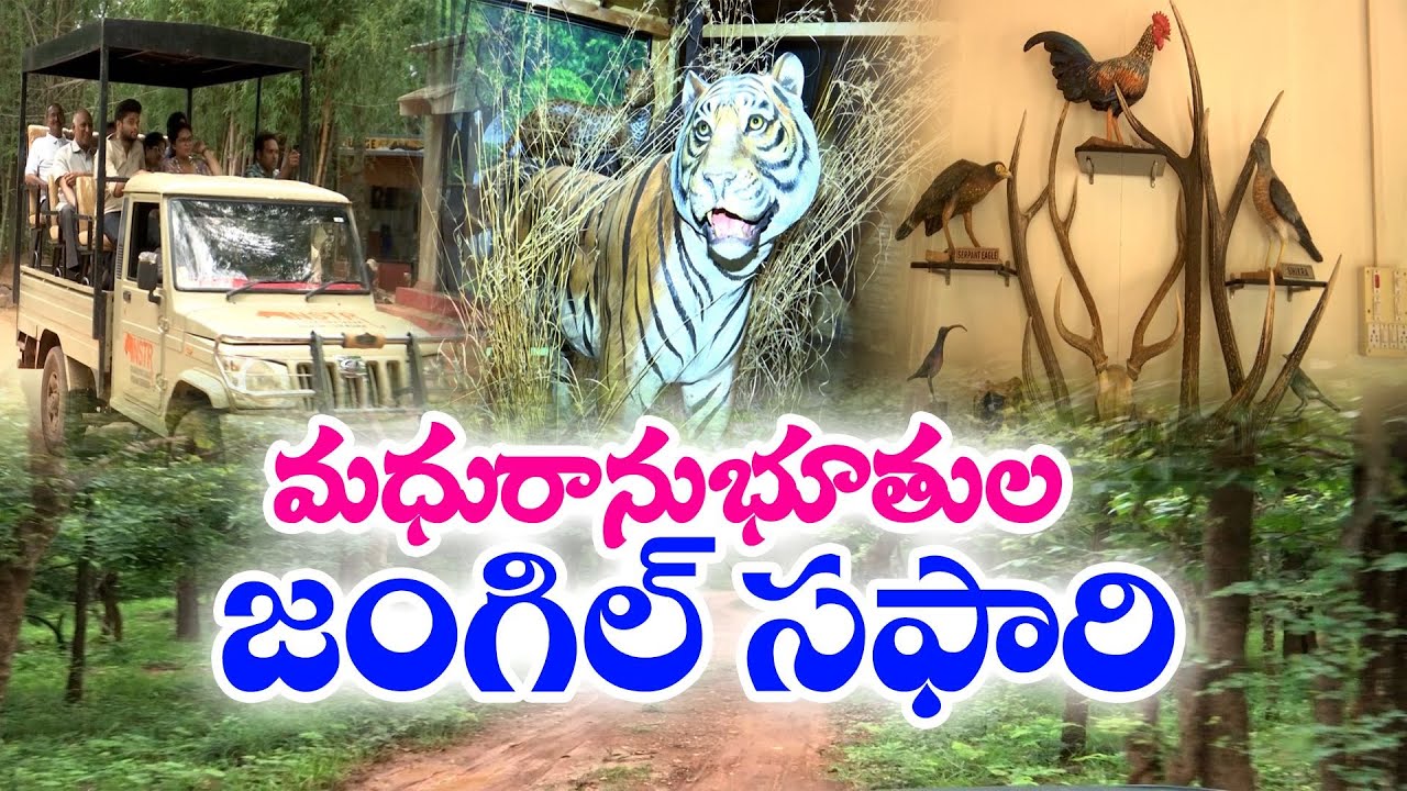 పర్యాటకులను ఆకట్టుకుంటున్న జంగిల్ సఫారి | Thummalabailu Jungle Safari Attracting People