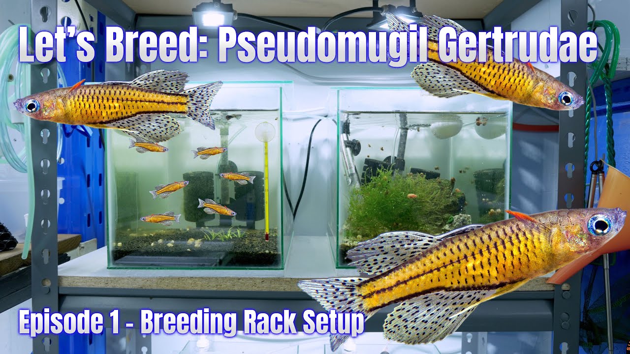 Let's Try Breeding - Spotted Blue Eye Gertrude (Pseudomugil gertrudae)
