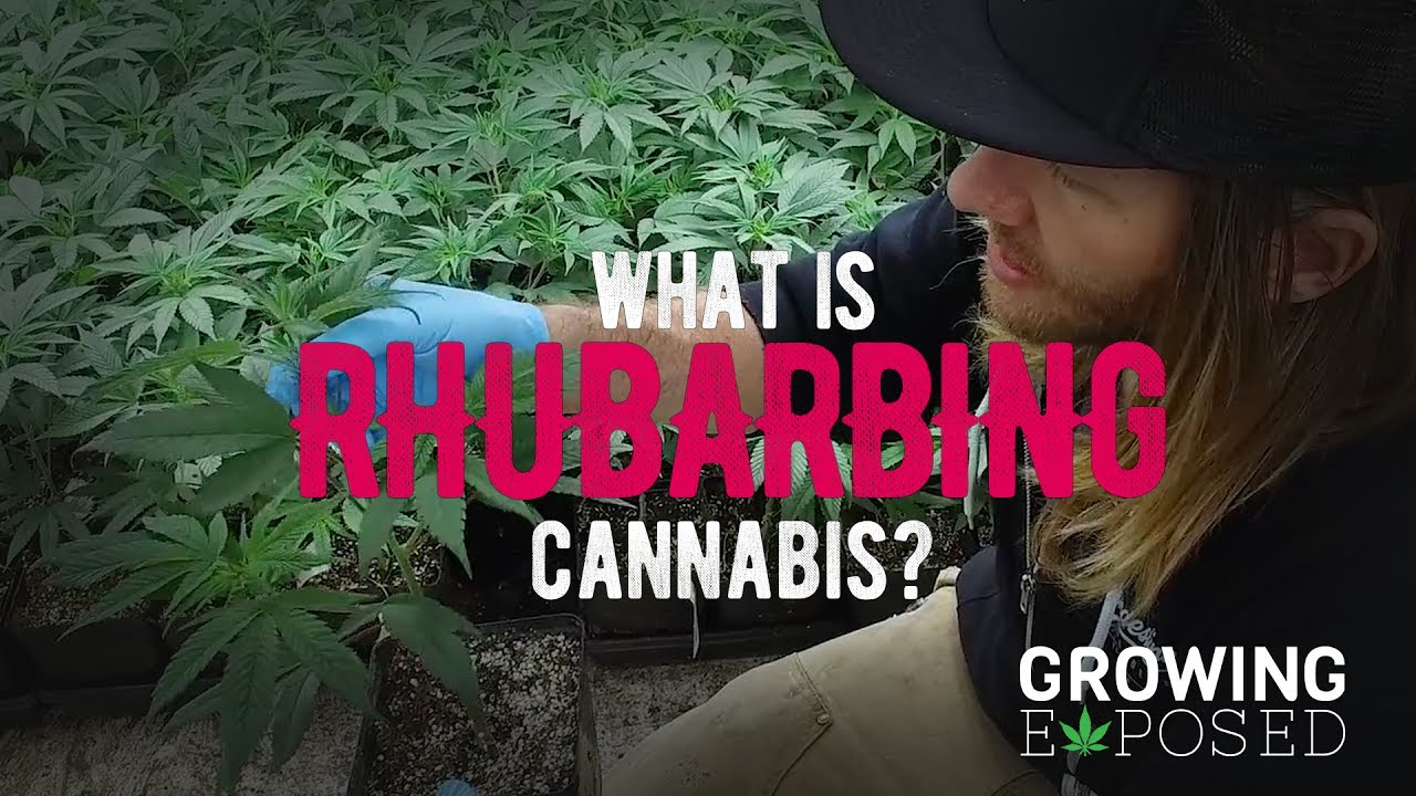 Rhubarb The Hell Out Of Your Cannabis Plants