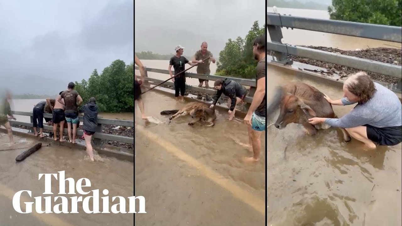 Cow rescued from raging river as record rains batter far north Queensland