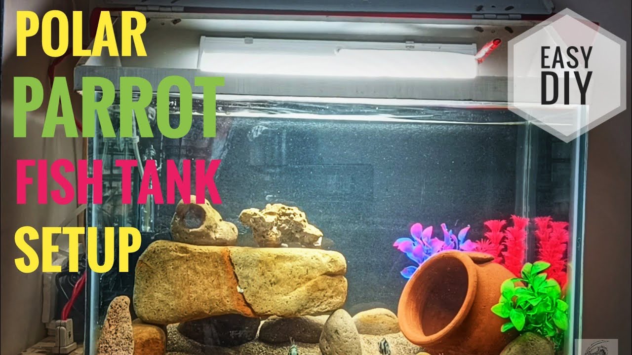 Tank Setup for Polar Parrot Fish🐟| By Vishal
