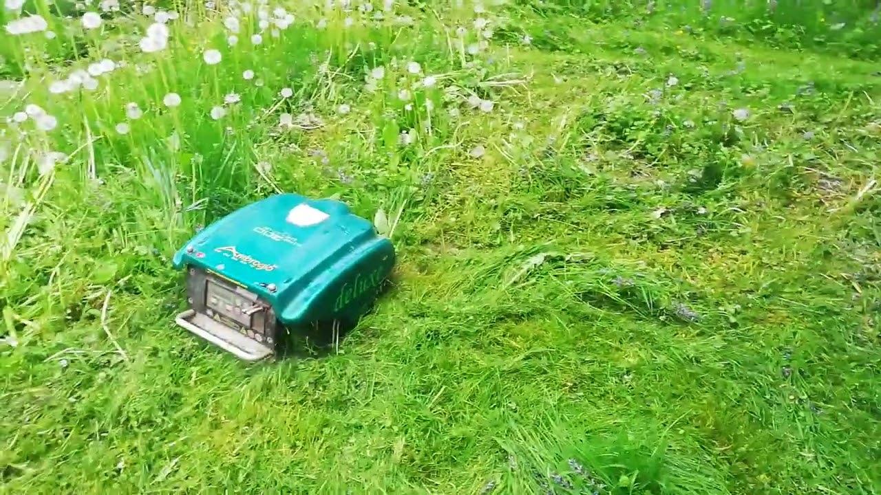 Erstschnitt extrahohe Blumenwiese 2022 mit dem Rasenroboter Ambrogio Teil 3