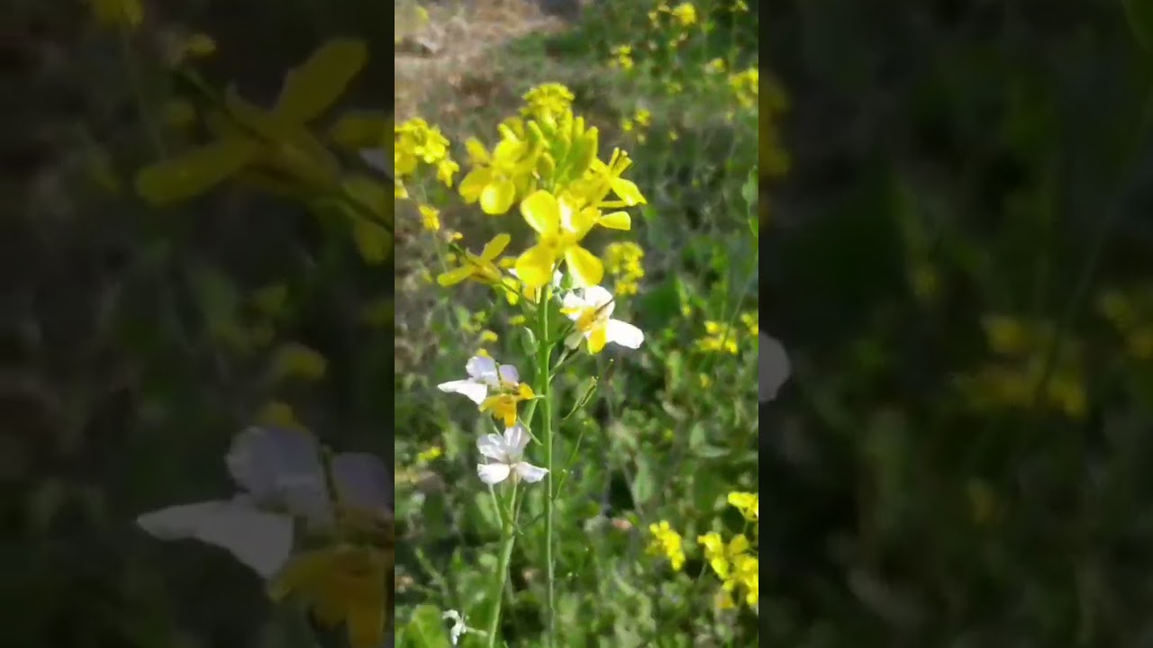 our garden natural flower's beauty 