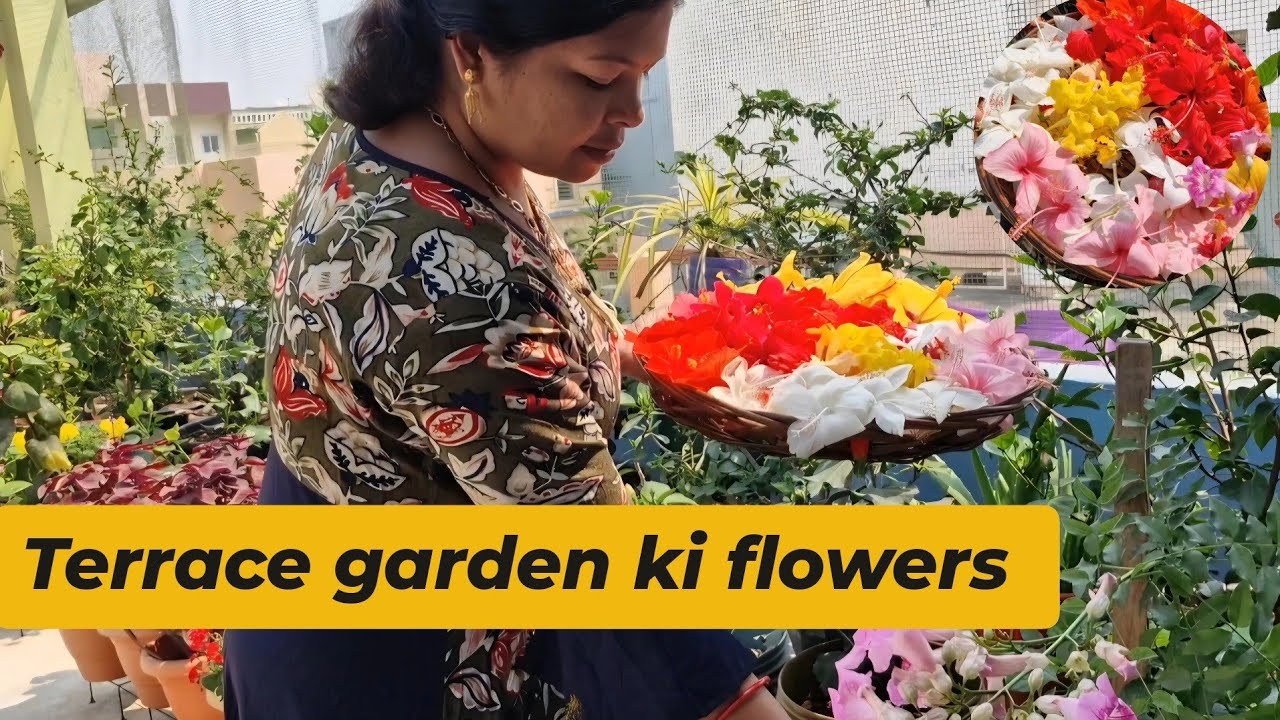13 mar chhat ke upar garden kaise kare |Chhat ke upar flower garden | flower from organic Gardening 