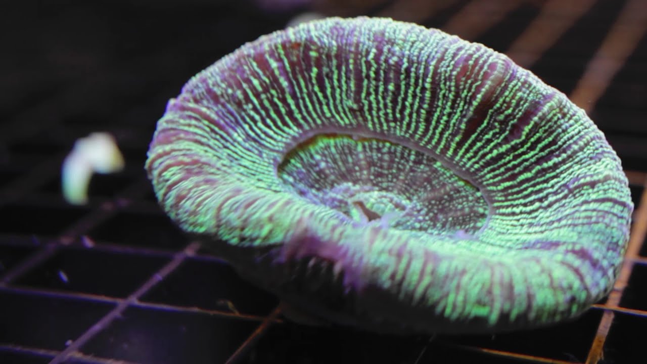 Trachyphyllia sp. Coral Care Tips | CoralFrags.com