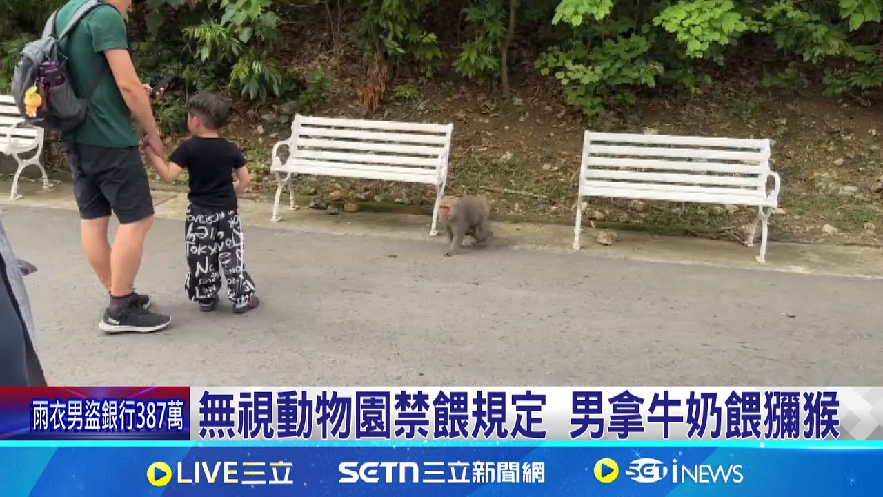 無視動物園禁餵規定 男拿牛奶餵獼猴 壽山動物園野生獼猴出沒 遊客頻遭