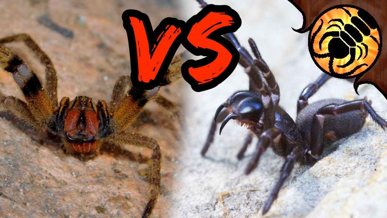 Brazilian Wandering Spider VS Funnel-web - WHICH is more DEADLY?