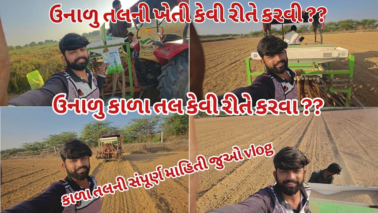 કાળા તલ કે સફેદ તલ? ઉનાળુ કાળા તલની ખેતીની સંપૂર્ણ માહિતી ઉનાળુ તલ વાવતા પહેલા આ વિડિયો ખાસ જોજો