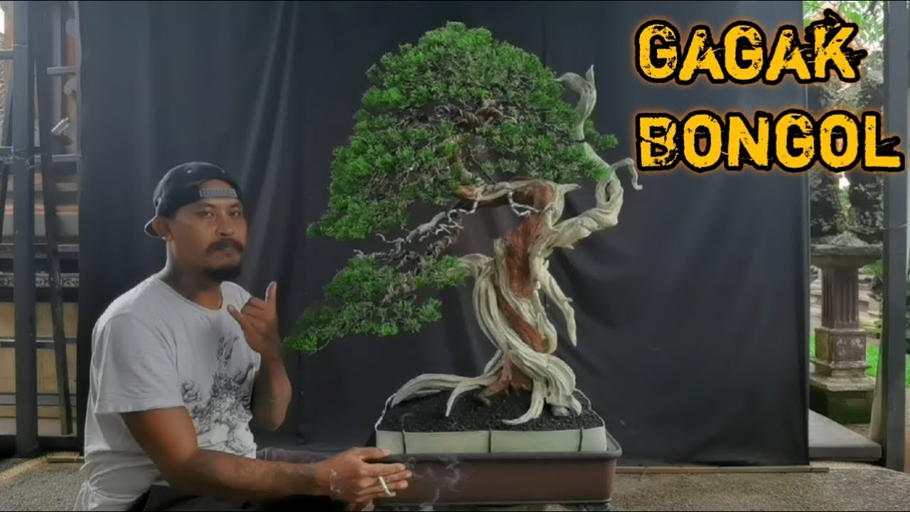 PROSES PERANTINGAN DAN PEMBUATAN TAJUK BONSAI CEMARA SINENSIS #bonsaiindonesia #bonsaielement