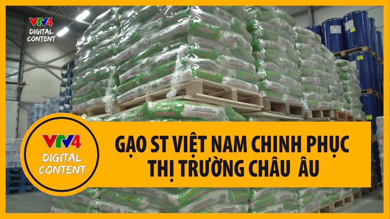 Gạo ST Việt Nam chinh phục thị trường Châu Âu  | VTV4