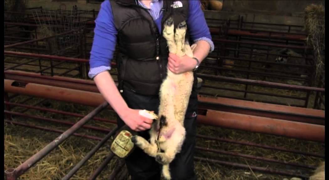EBLEX BRP lamb survival guide: Preparing for lambing time