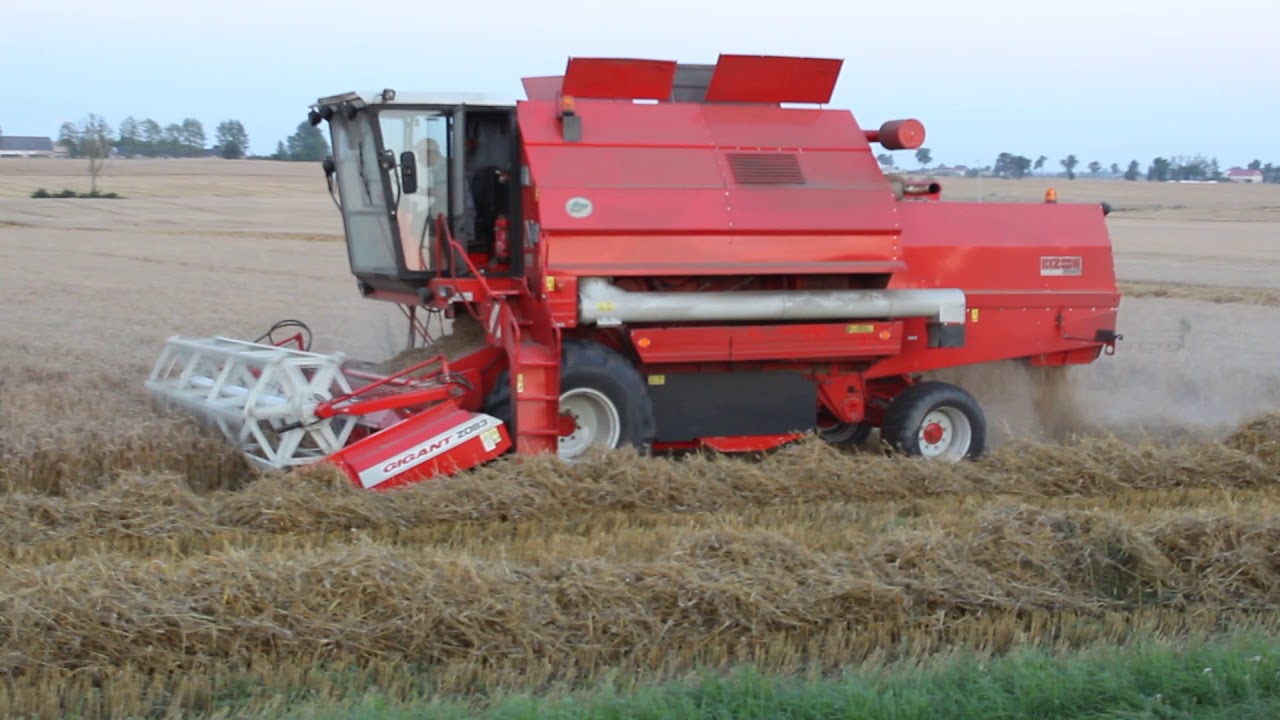 Bizon Gigant