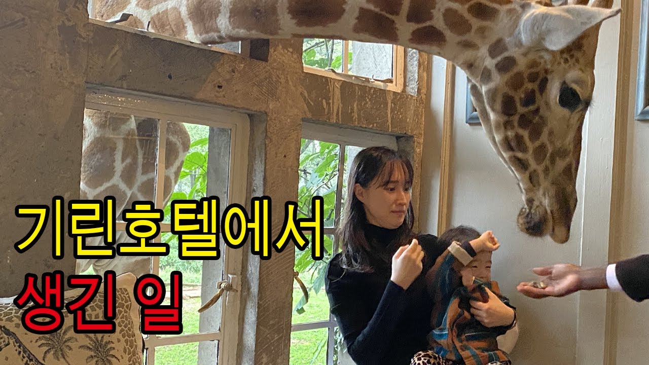 랜선 기린호텔 1박 2일 체험/케냐 기린호텔 브이로그/기린 콧바람이 이렇게 쎄다고?