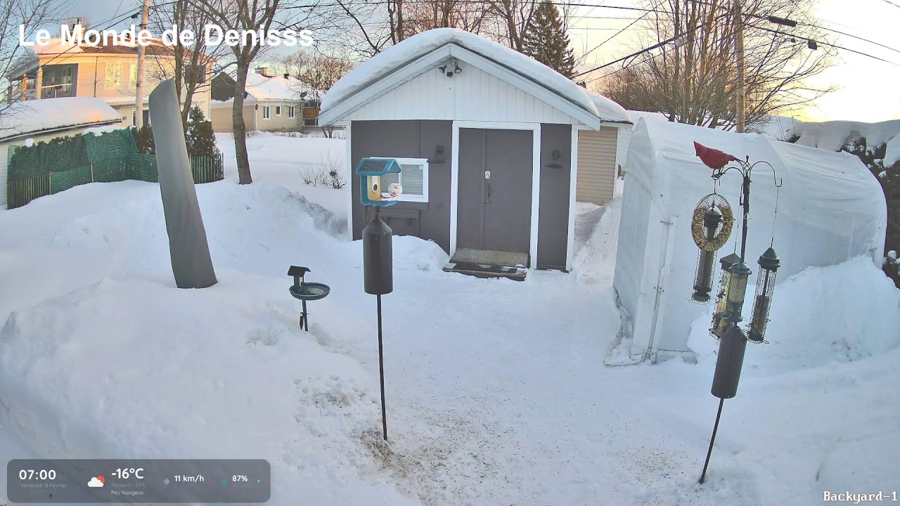 Le Monde de Denisss, Oiseaux en direct de Québec!