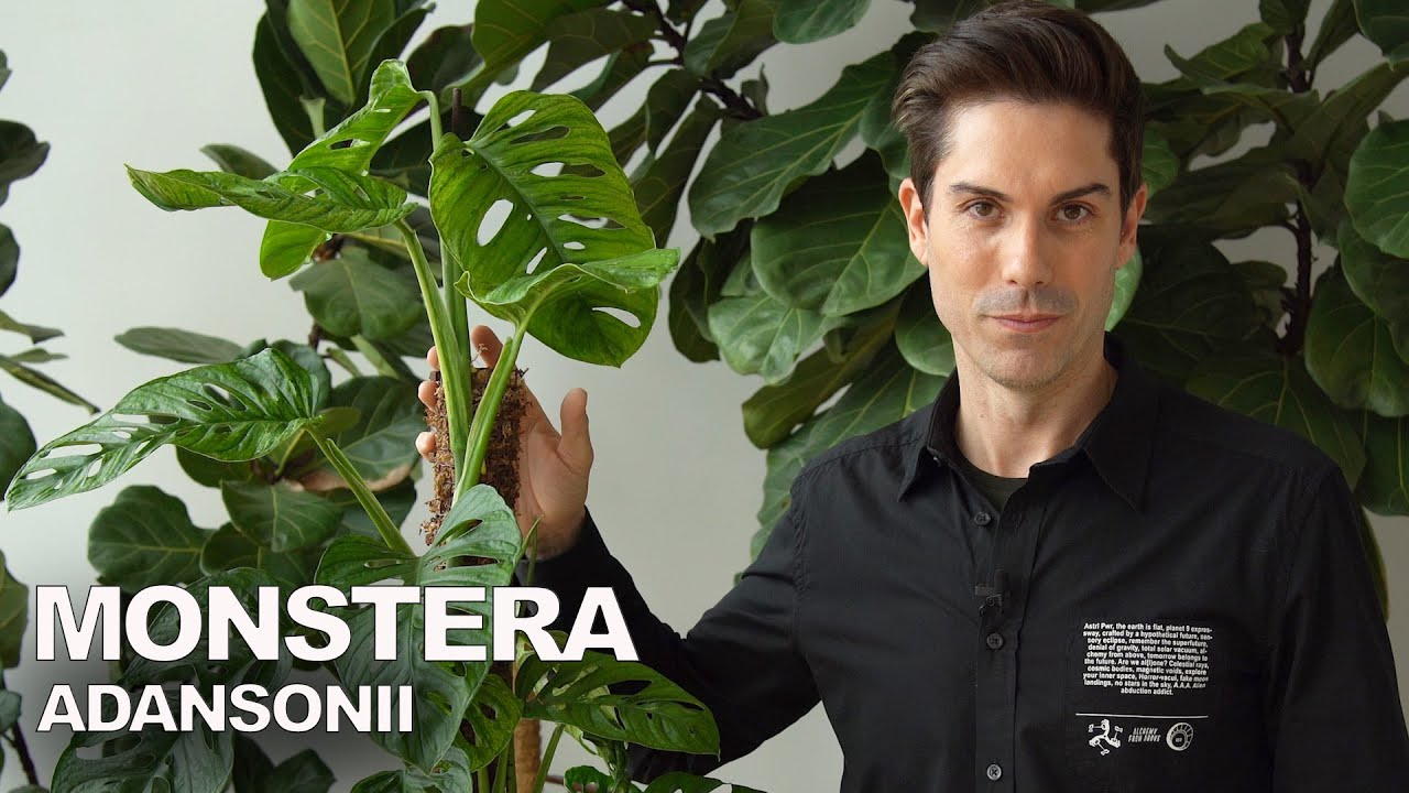 Monstera ADANSONII progreso en el tutor ¿y ahora qué?