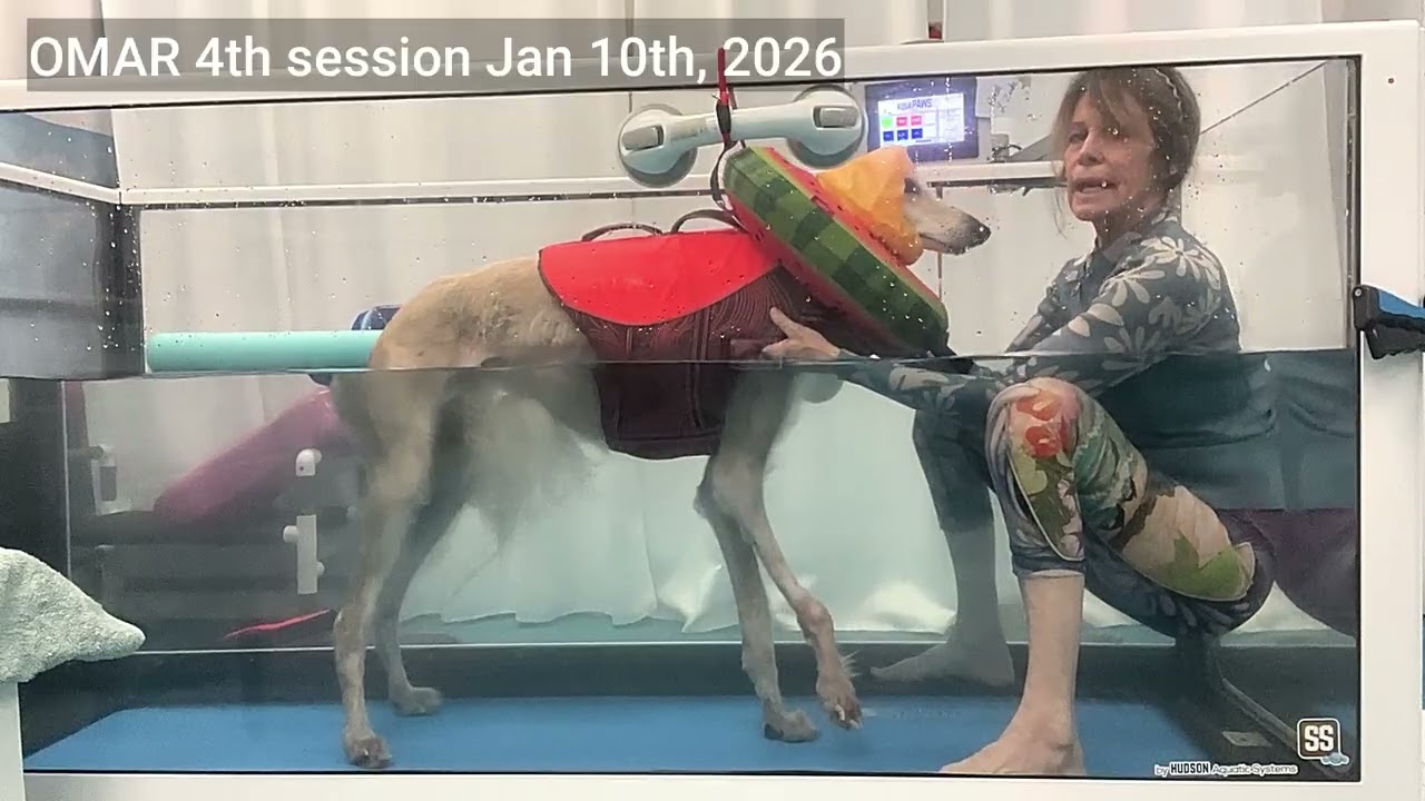 Canine Hydrotherapy OMAR 4th session Saluki