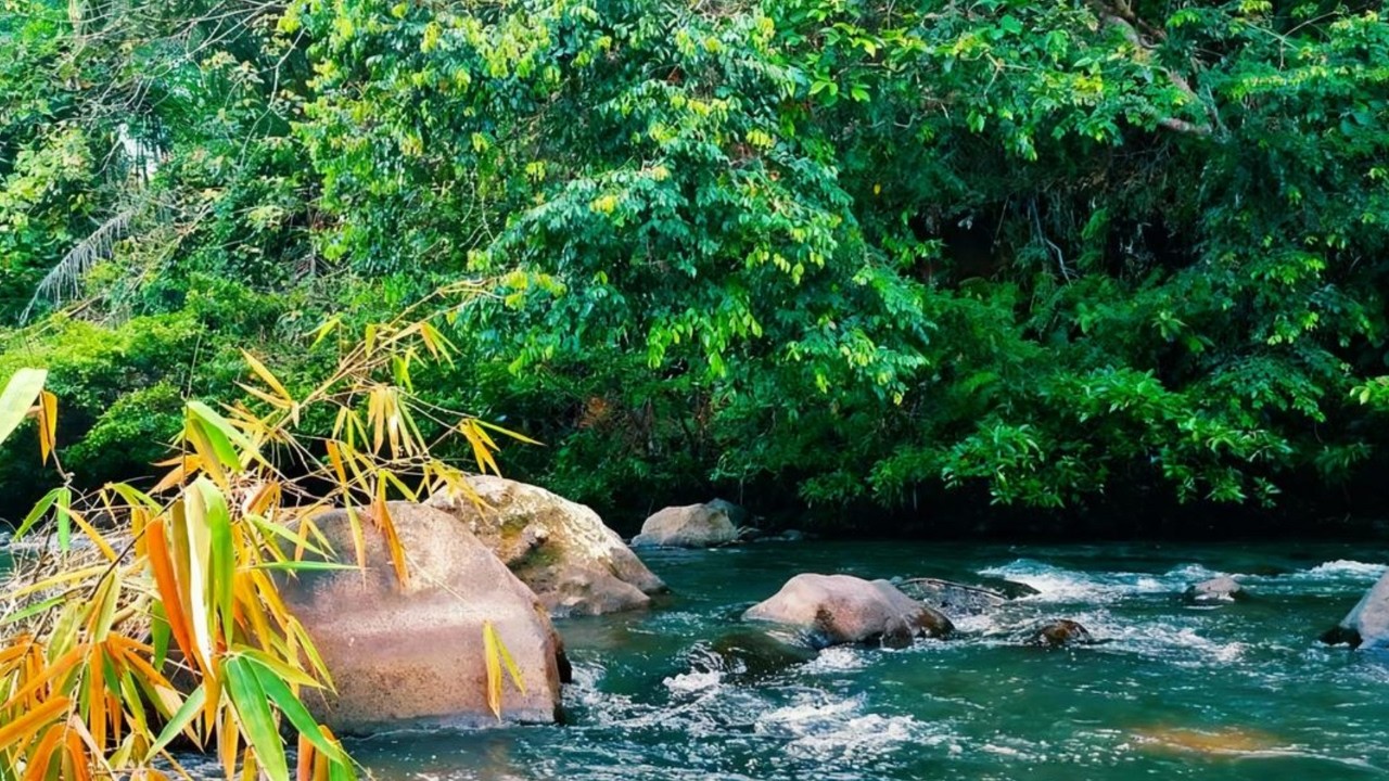 Peaceful Forest River Flow Sounds | Calm White Noise Ambience