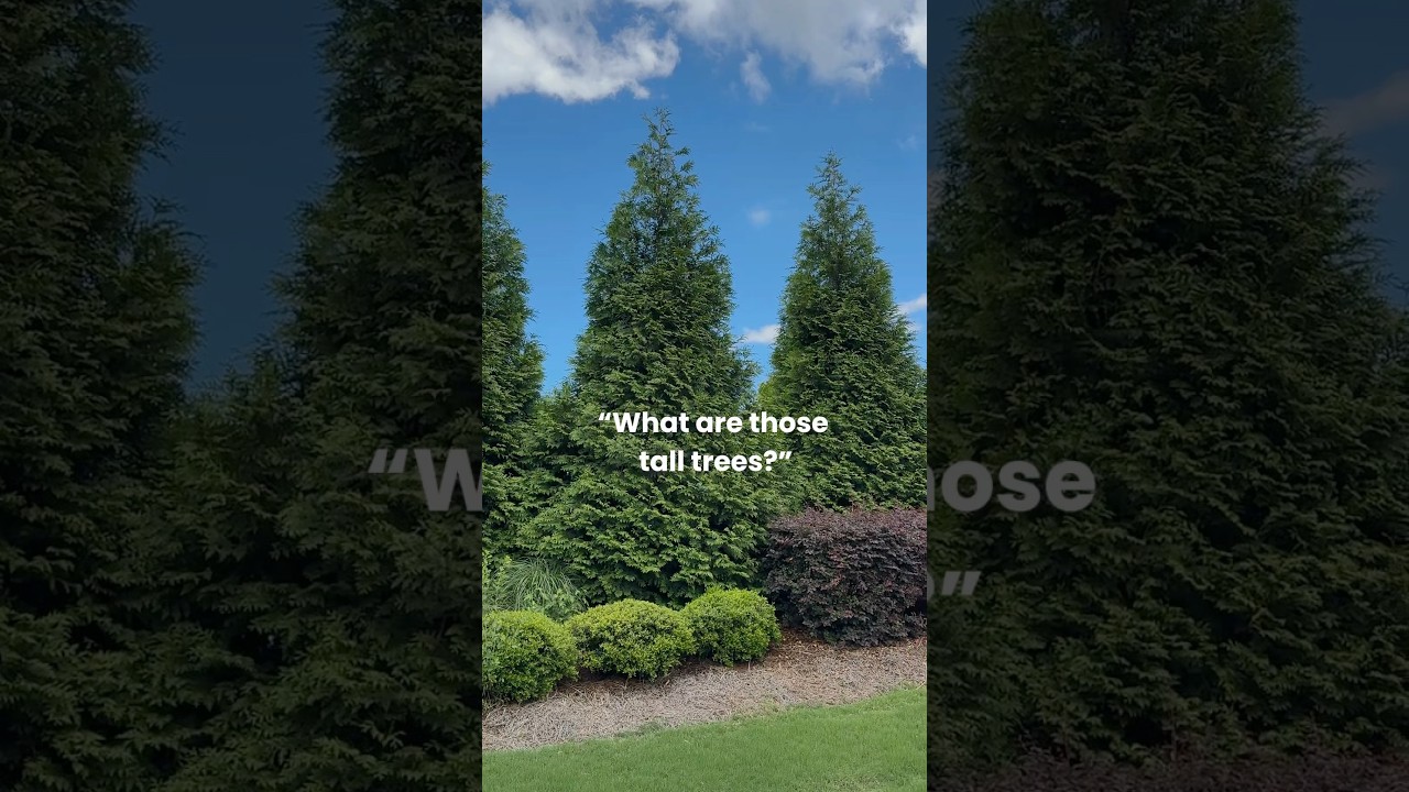 Thuja Green Giants 🌲 #ogrodnictwo #drzewaprywatności #żywotnik #pomysłynaogrodnictwo