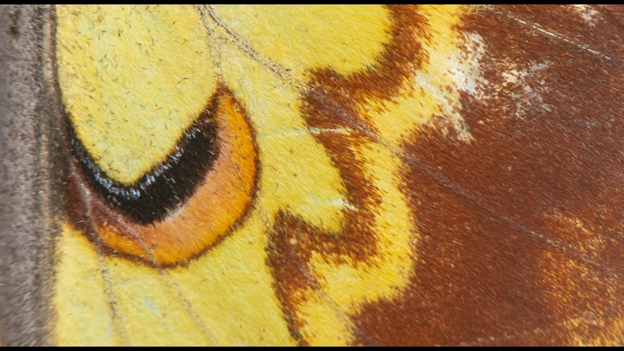 Gundry's Guides #5 - Saturniid Moths