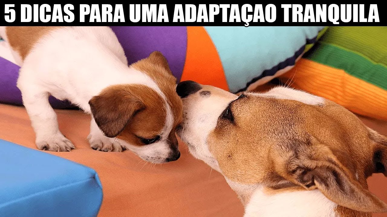 Como Acostumar um Cachorro Com Outro? 5 dicas para uma adapta&ccedil;&atilde;o Sem Brigas!