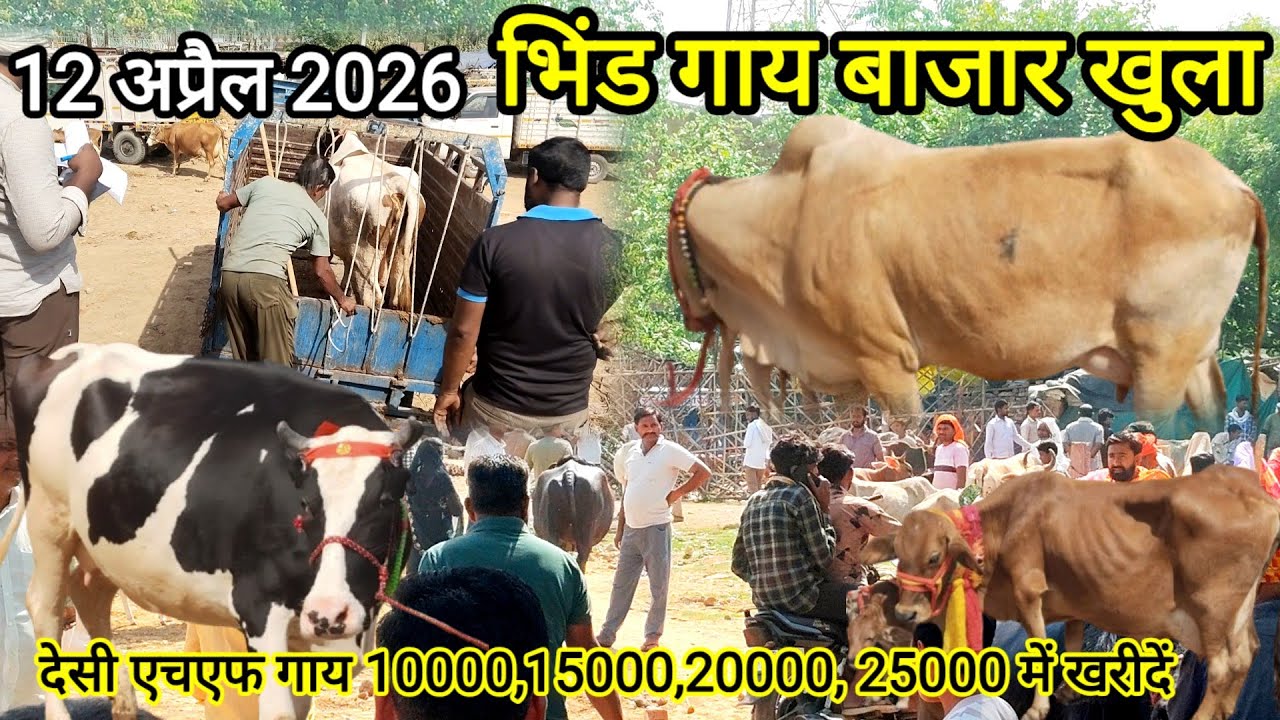 Pashu Mandi | 12 अप्रैल 2026 Desi sahiwal Jersey Hf Cow market | गाय बाजार भिंड 5 हजार में देस गाय