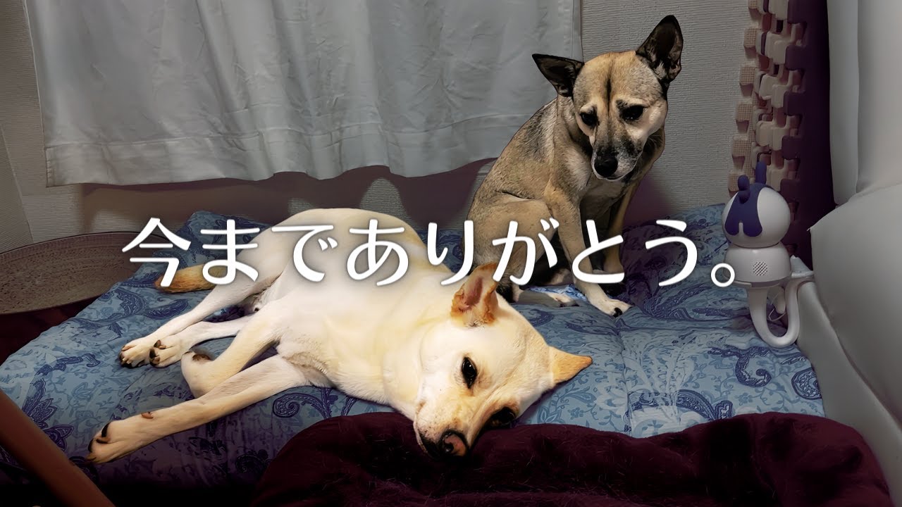 【報告】４年間ありがとうございました。