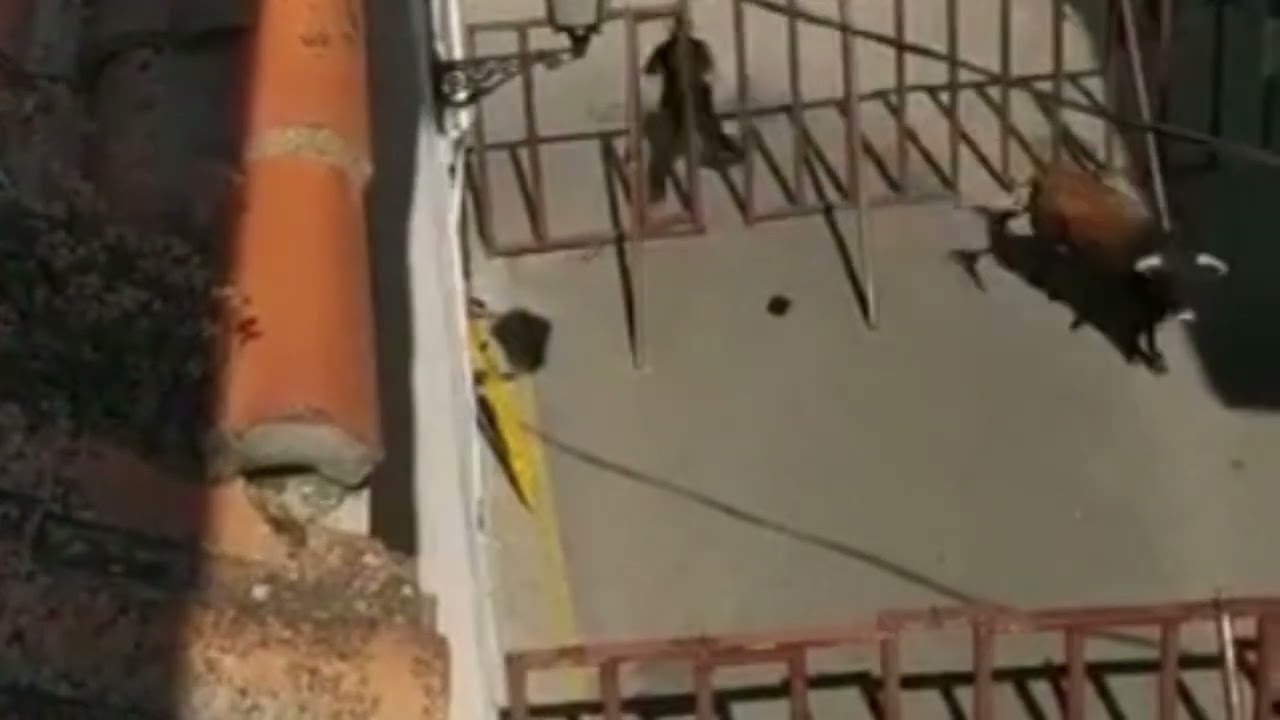 TORO ESCAPA DEL RECORRIDO TAURINO Y SUCEDE UNA COGIDA AL SE&Ntilde;OR DE LA AMBULANCIA⚠️PELIGRO🐂🚑🚨🤦#real