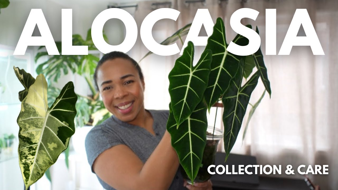 Alocasia Collection &  CARE TIPS