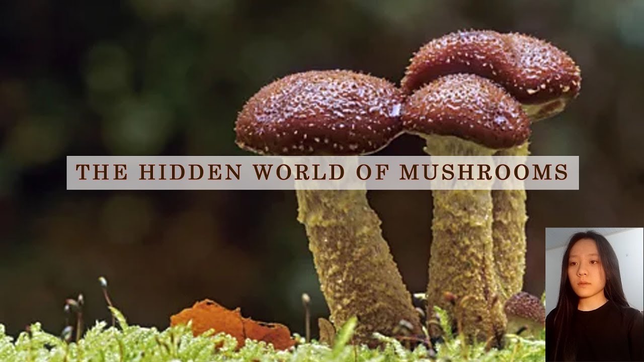 José Luis Perales 30 Sus Grandes Exitos 📀 Viejitas Pero Buenas Románticas De José Luis Perales💖