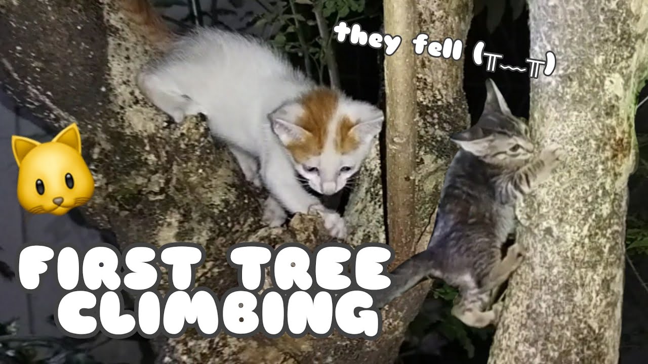 Cute Little Kittens First Tree Climbing | Adventurous Kittens | Happy Cats and Kittens