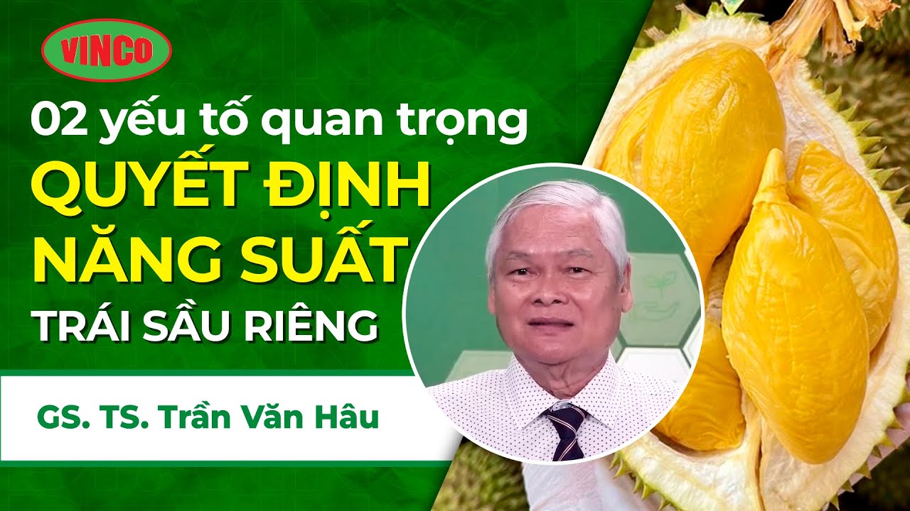 02 yếu tố ĐẶC BIỆT quan trọng QUYẾT ĐỊNH năng suất trái Sầu riêng từ GS. TS Trần Văn Hâu