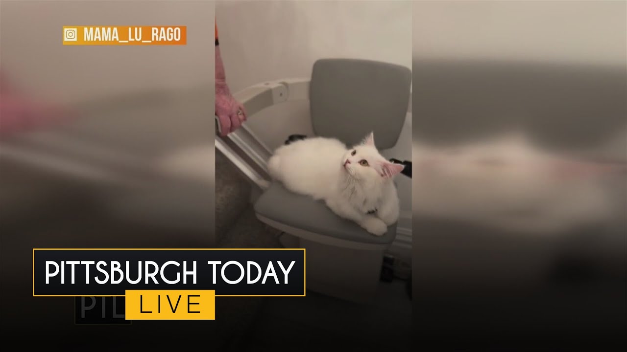 Mama Lu and her cat have become a viral sensation!