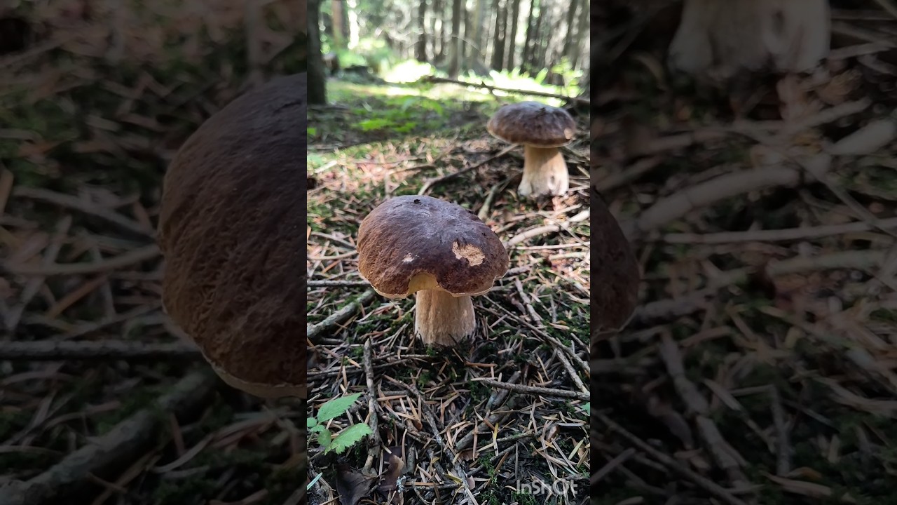 Borowiki same wskakiwały do koszyka ! #grzyby2025 #mushroom