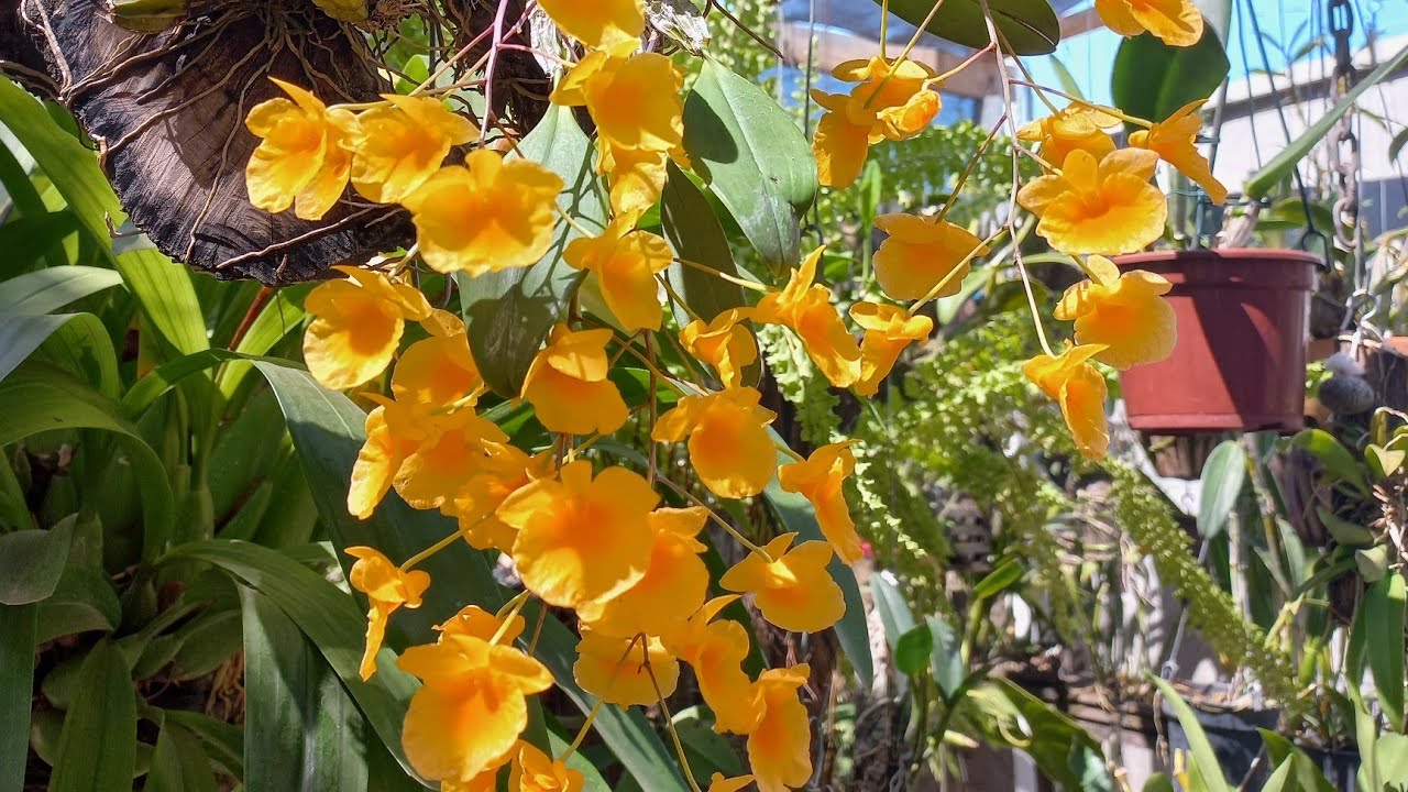 TOUR NO ORQUIDÁRIO🌺OS MAIS BELOS DENDROBIUNS FLORIDOS🥰