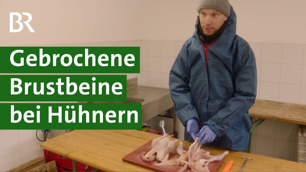 Brustbeinbrüche bei Legehennen: Kein Tierwohl im Hühnerstall? | Landwirtschaft | Unser Land | BR