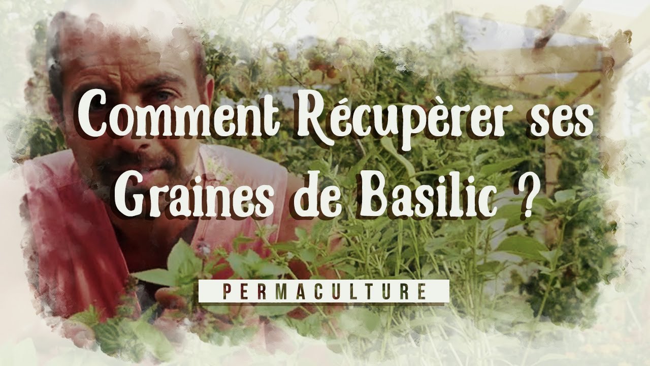 Comment r&eacute;cup&eacute;rer ses graines de basilic simplement ?