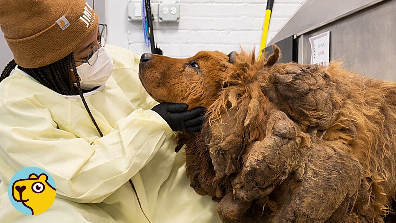 Timid Mastiff Gets a Haircut for the First Time in Her Life