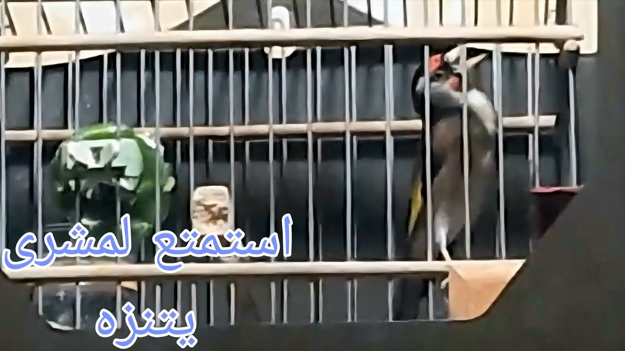 استمتع طائر الحسون اربع سنوات لأخ سعيد 0669623624    سوق القريعة للطيوروالحيوانات بالدارالبيضاء