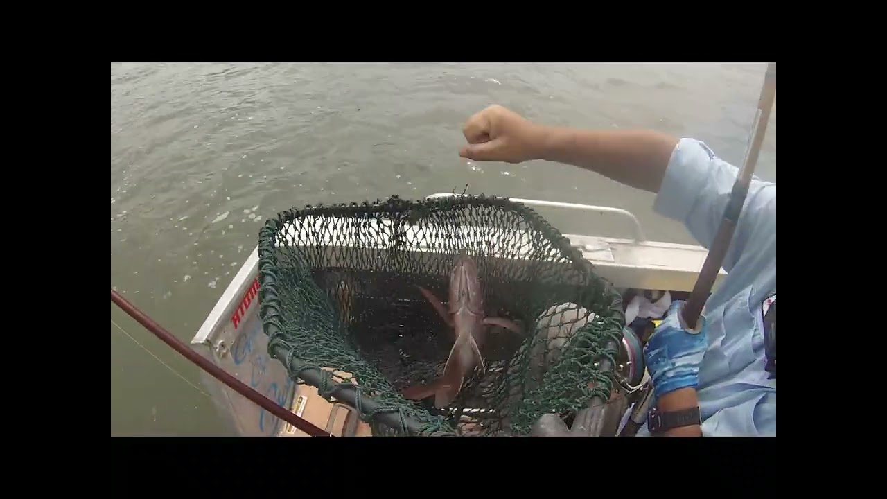 Chasing mangrove jack and cod in the Pumicestone Passage