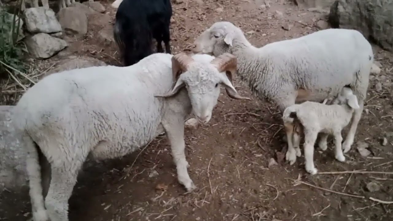 गद्दी भेड़ पालक की बकरियां जंगल में रहती है बादशाहों की तरह || Himalayan got Himalayan shepherd