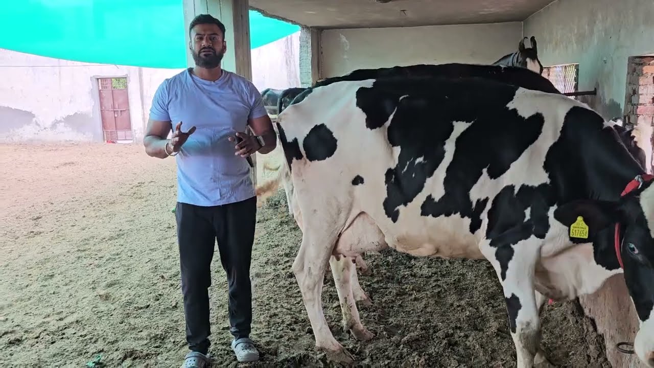 एक बार फिर से 5 महीने की ग़याबन और दूध 30 लीटर😱तैयार और भी बहुत #forsale सिर्फ़ जॉली डेरी पंजाब पर