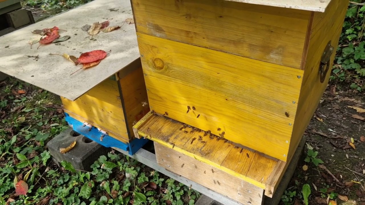 23. 09. 2023. Grabež, Varroa, Zimske Zalihe.