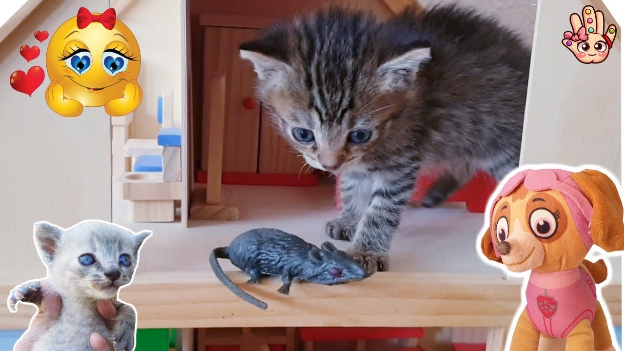 GATITOS BEBÉS! Juegan y se Divierten con la Patrulla Canina / Recopilatorio