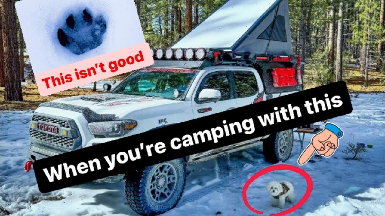 Camping In Holcomb Valley Big Bear With My Dog