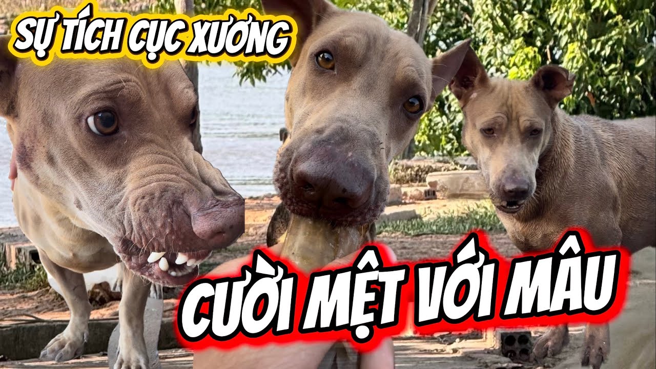 Cười Mệt Người Với Sự Tích Cục Xương Của Mâu - Cục Xương Đi Phiêu Lưu Cùng Mâu