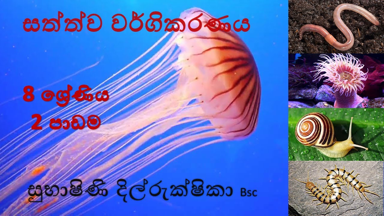 science|Grade 8 science 2nd lesson|සත්ත්ව වර්ගිකරණය |8වසර විද්‍යාව 2 පාඩම|animal classification|