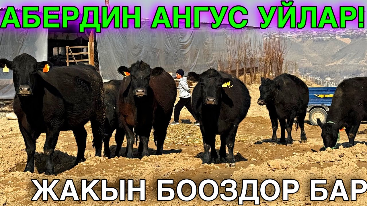 САТЫЛДЫ ВАШЕ ЧАЛМАЙ ЖООК 🤯#байтв 