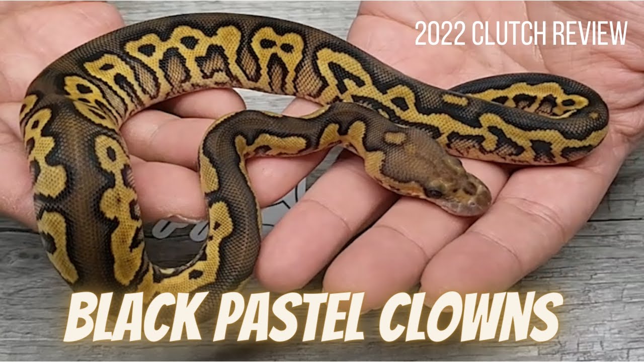 Black Pastel Clown Clutch