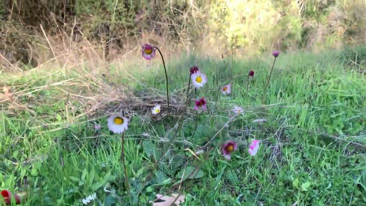 Ohrid walking nature