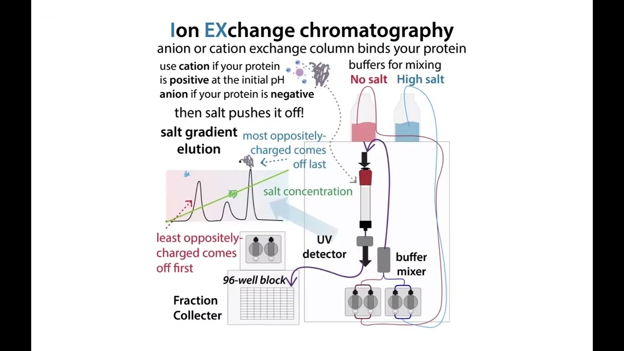 Ion exchange chromatography overview